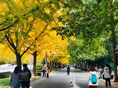 -三里屯东五街银杏大道