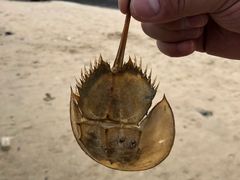 -北海金海湾红树林生态旅游区