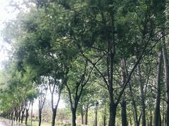 -东郊湿地公园