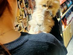 -欣宠猫屋·矮脚拿破仑·蓝金金渐层