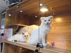 -喵百万·布偶·蓝金金渐层英短·猫舍(百子湾店)