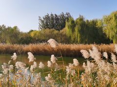 -大兴滨河森林公园