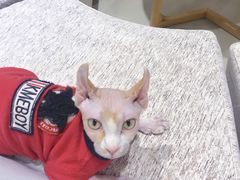 -藏猫猫咖啡主题馆(中央大道店)