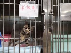 -申普宠物医院·心脏介入·心血管微创(总院)