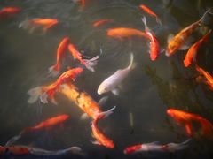 -西双版纳融创皇冠假日度假酒店