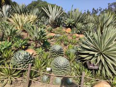-深圳仙湖植物园