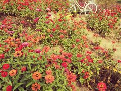 -羊亭河湿地公园