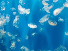 -成都浩海立方海洋公园