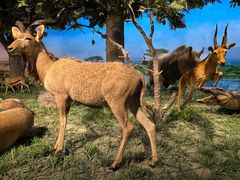 -国家自然博物馆