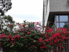 -四川大学(华西校区)