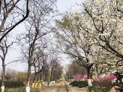 -永定河休闲森林公园