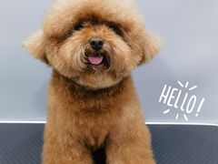 -1013 PET SHOP 宠物商店(近铁城市广场店)