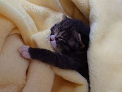-纳吉亚猫专科动物医院博雅分院