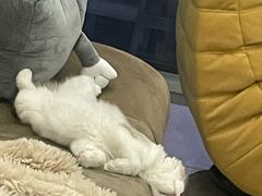 -柚子猫舍·精品猫舍购猫·猫咪认养·购宠·宠物店
