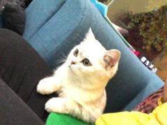 -瑞鹏宠物医院·爱宠堂·骨外专科(西荷分院)