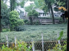 -野蔓果·山野菜(西湖景区·龙井茶田店)