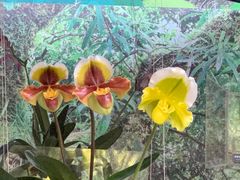 -北京植物园-展览温室