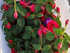 -花鸟鱼虫鲜花绿植市场(玉泉路店)