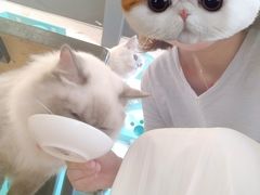 -萌喵咖啡屋(人民东路4号口M16商铺店)