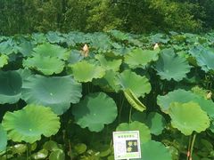 -西溪国家湿地公园