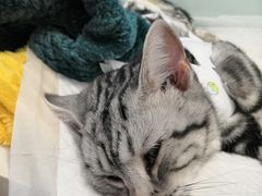 -纳吉亚猫专科动物医院博雅分院