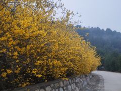 -北京西山国家森林公园