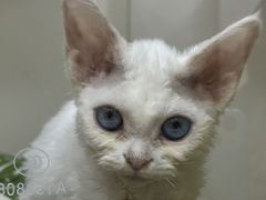 -青奢宠物·青奢猫舍