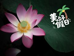 -东丽湖风景区