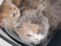 -美联众合动物医院·24h京西诊疗中心