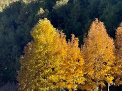 -泸沽湖国家级风景名胜区走婚桥