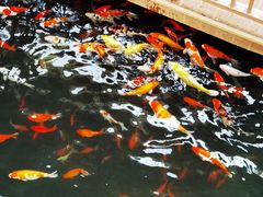 -南宫五洲植物乐园