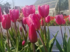 -南山植物园