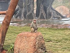 -海南热带野生动植物园