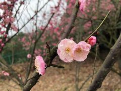 -香雪海