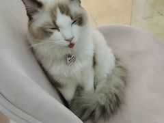 -糯米喵星人·撸猫猫舍咖啡馆(西市场嘉华店)