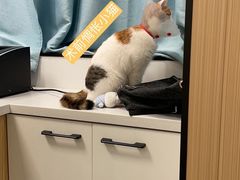 -瑞派·关忠动物医院·猫专科·犬专科(三环新城店)