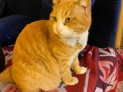 -Sirena海妖日咖夜酒