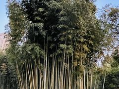 -新虹桥中心花园