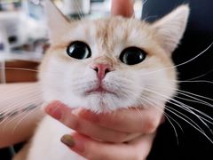 -Bastet sally猫舍购宠(静安店)