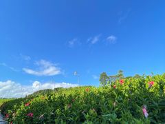 -深圳湾公园(南山区)