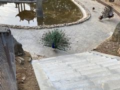 -栾川竹海野生动物园