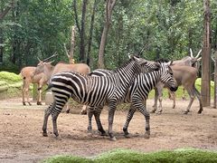 -北京野生动物园