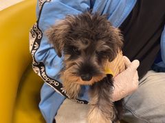 -帕帕拉兹宠物(亚洲旗舰店)