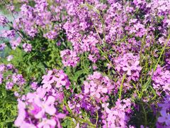 -泗洪洪泽湖湿地景区