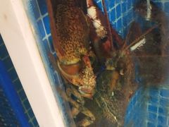 -悦海·家宴·冰花皮皮虾大锅贴(宝龙店)