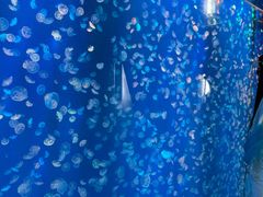 -江和美海洋公园