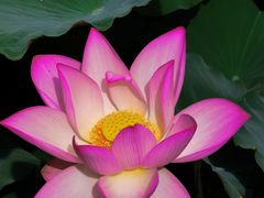 -荔湾湖公园
