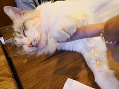 -李小姐の猫咖啡馆(五角场店)