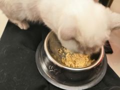 -猫咪咖啡店(新城大街店)