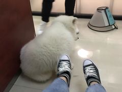 -艾贝尔宠物诊疗